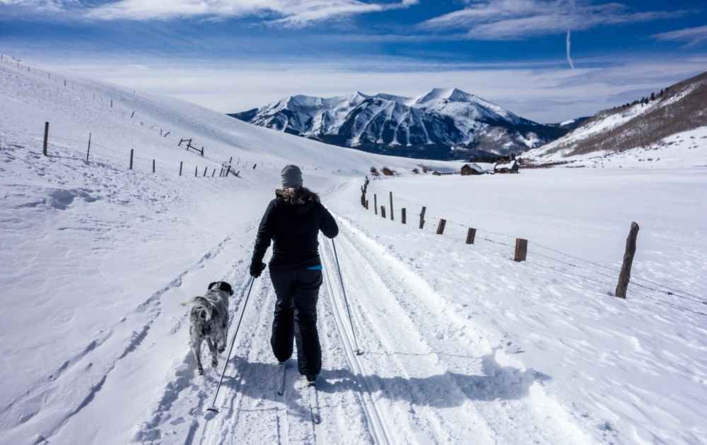 åka längdskidor med hund