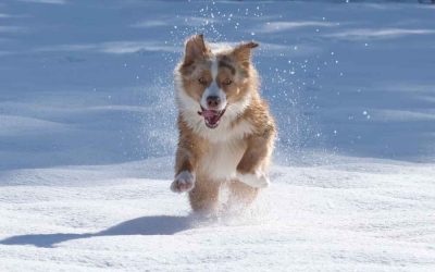 Åka skidor med hund (8 tips för skidåkning med hunden)