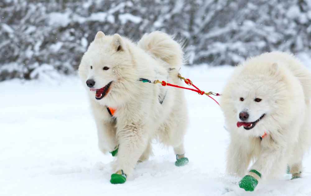 skydda hundens tassar från kyla